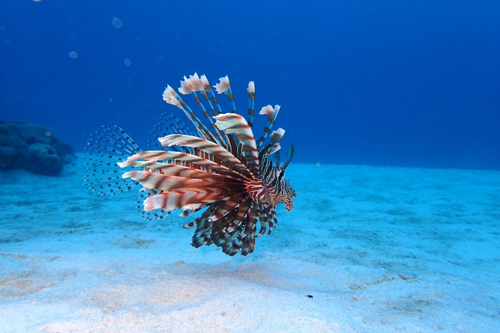 石垣島ライセンス取得2日