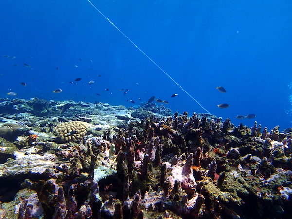 西表島の珊瑚