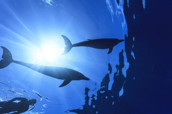 石垣島体験ダイビング　イルカ