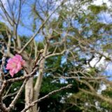 石垣島の寒緋桜