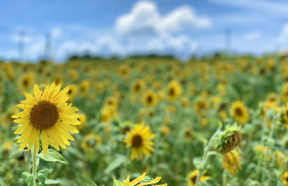 石垣島のベストシーズン