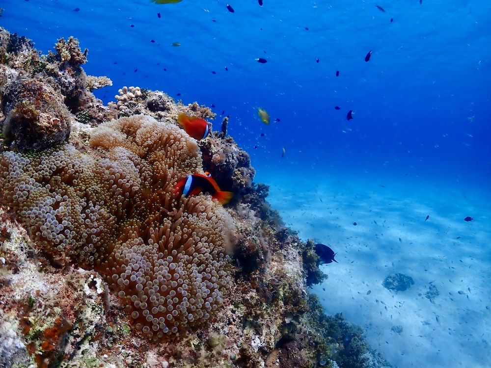 石垣島のハマクマノミとイソギンチャク