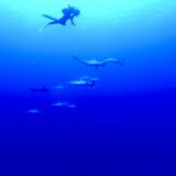 AWAREサメの保護