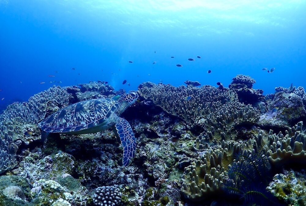 石垣島のアオウミガメとサンゴ