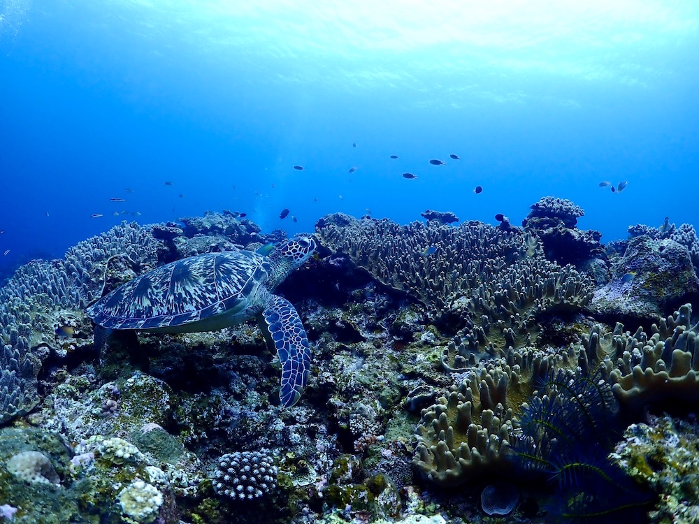 石垣島のアオウミガメとサンゴ