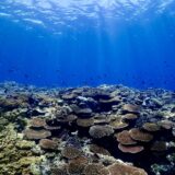 石垣島のきれいなサンゴ