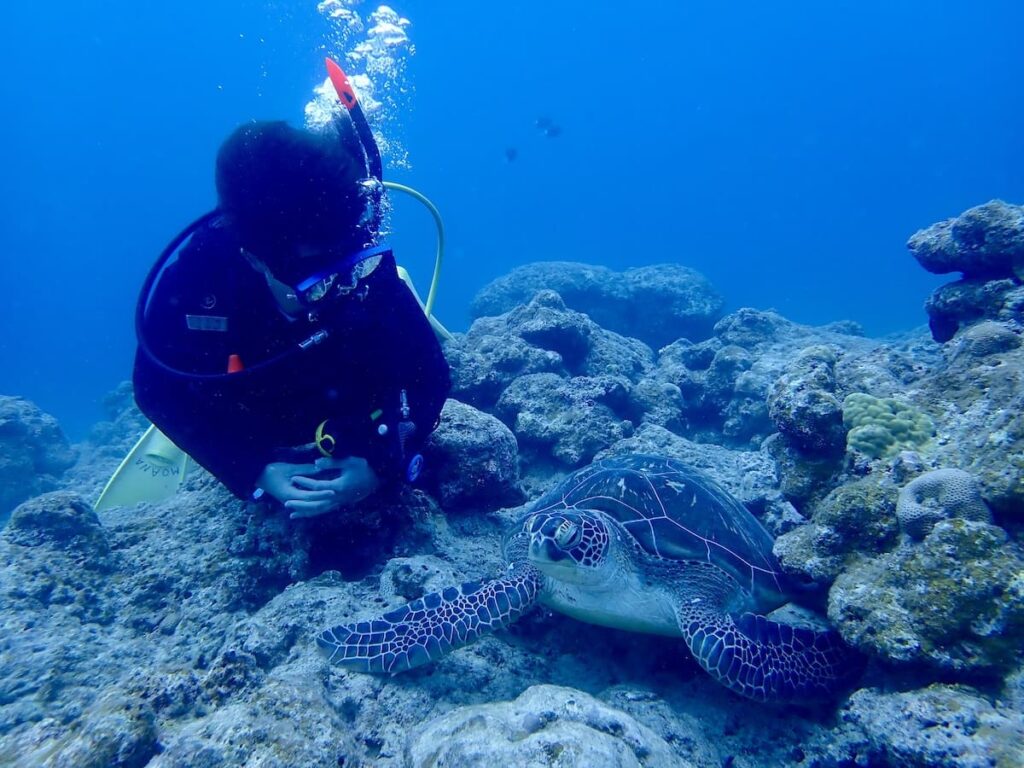 石垣島でダイビングライセンス取得|2026年2月オープンウォーター講習レポートのウミガメとの写真