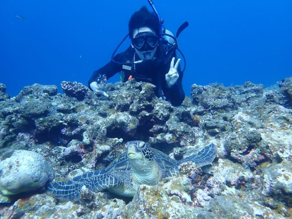 石垣島でダイビングライセンス取得|2025年12月講習レポートのウミガメの写真
