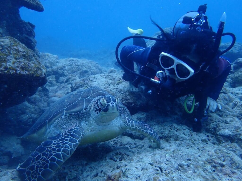 石垣島でダイビングライセンス取得|2026年1月講習レポートのウミガメとの写真