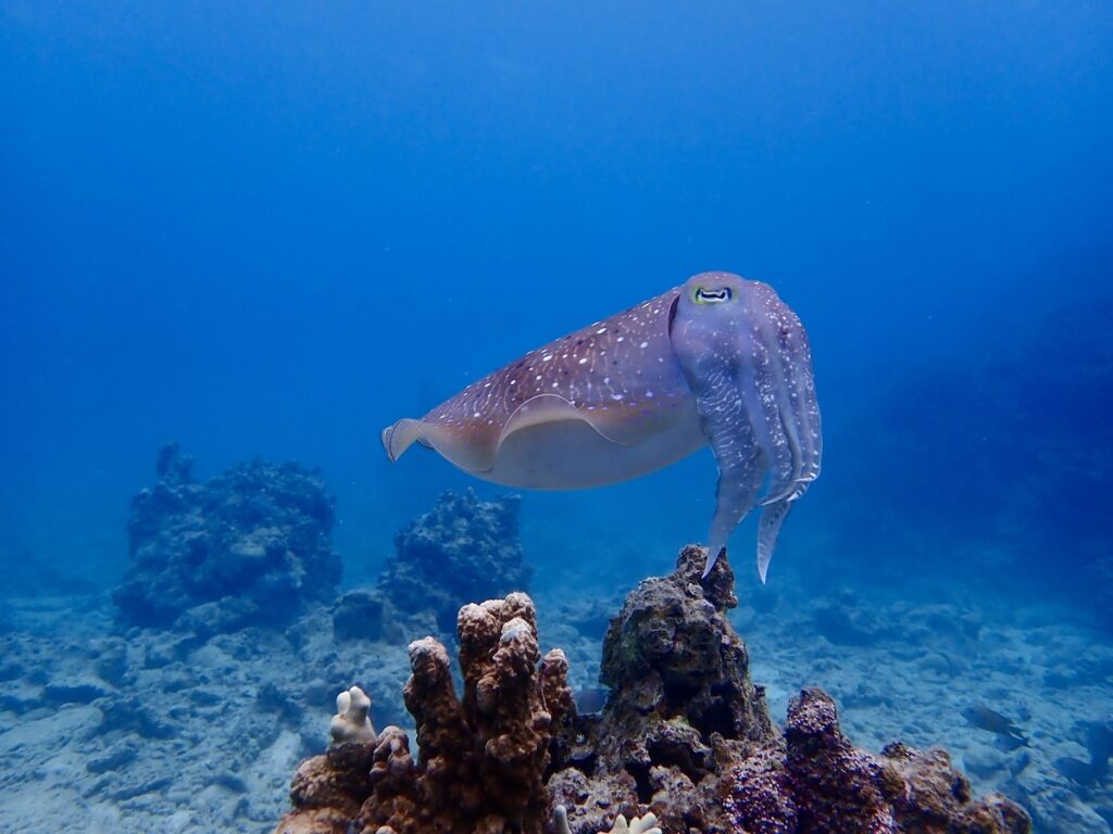 石垣島でダイビングライセンス取得｜2026年3月講習レポートのコブシメの写真